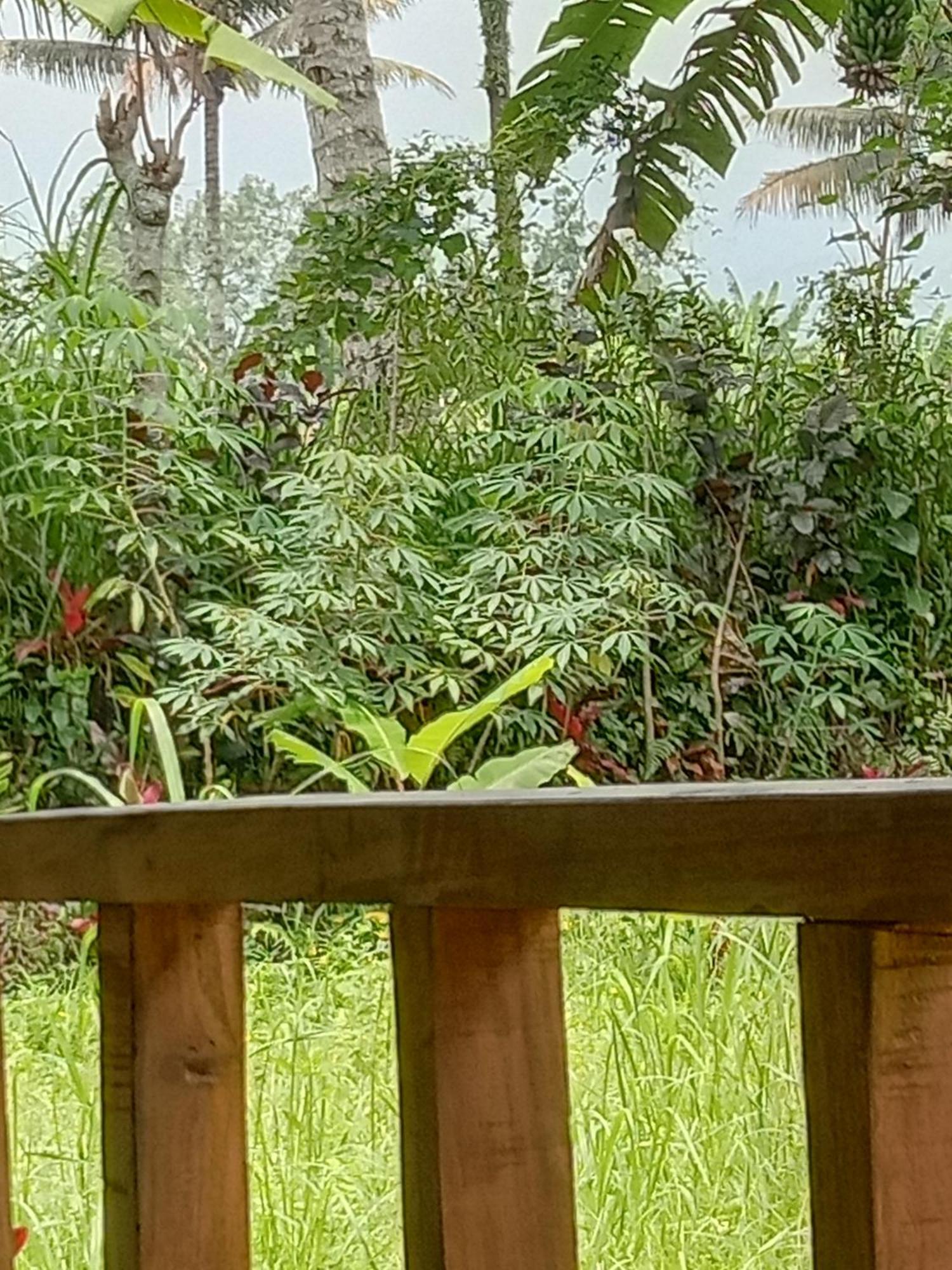 Banana Bungalows Tetebatu Chambre photo